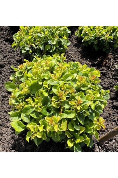 Барбарис тунберга Грін Сапфір / Барбарис тунберга